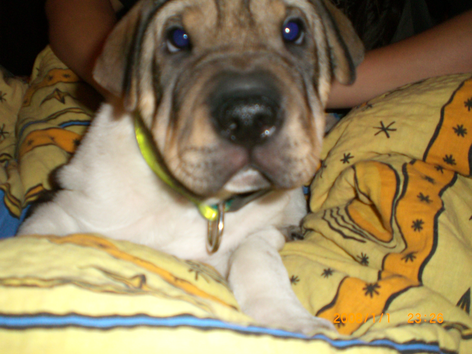 mailo